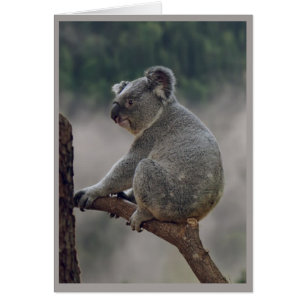 Joli Koala Ours Animal Fun Anniversaire