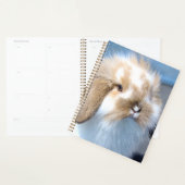 Joli lapin blanc et brun flamand (Devant avec enveloppe)