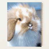 Joli lapin blanc et brun flamand (Dos)