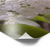Joli Lilacs blanc Photo (Coin)