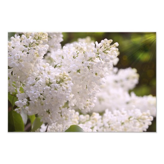 Joli Lilacs blanc Photo (Devant)
