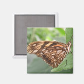 Joli Magnet papillon Brown (Recto/Verso)