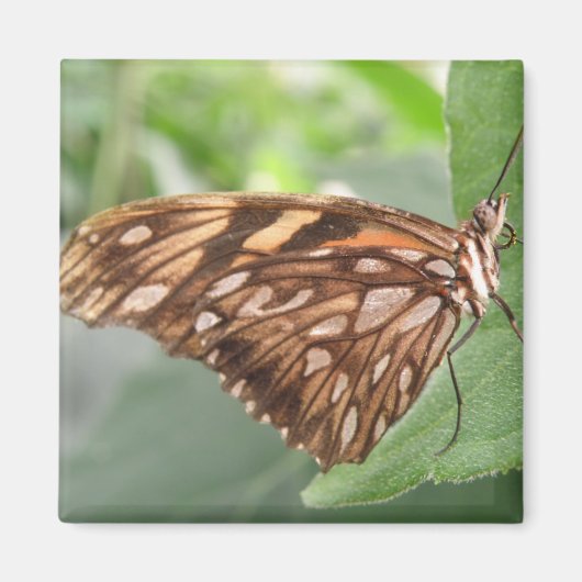 Joli Magnet papillon Brown (Devant)