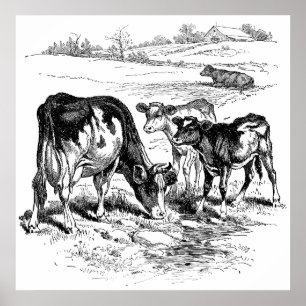 Joli noir blanc vaches de ferme décoration poster