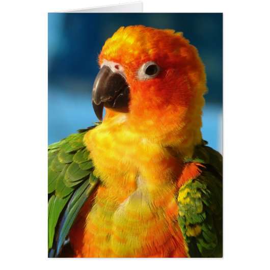 Joli oiseau (Devant)