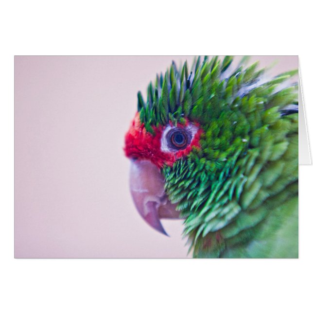 Joli oiseau dans Ollantaytambo (Devant horizontal)