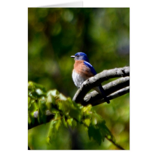 Joli Oiseau ! Envoyer un sourire (Devant)