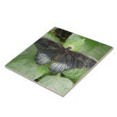 Joli Papillon Tropical et Carreaux de Fleurs (Côté)