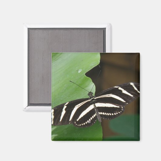 Joli papillon Zebra Longwing Magnet (Recto/Verso)