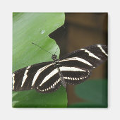 Joli papillon Zebra Longwing Magnet (Devant)