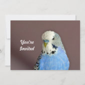 Joli Parakeet Bleu Photo Anniversaire Invitation (Devant)