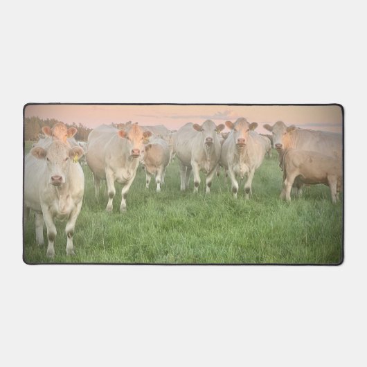 Joli Pastel Charolais Cattle in Pastel (Recto)