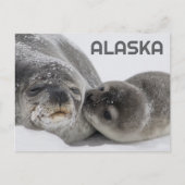 Joli Phoque bébé de l'Alaska et carte postale (Devant)