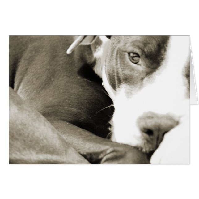 joli pitbull endormi paresseux (Devant horizontal)