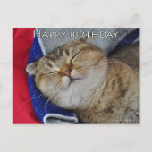 Joli plat écossais nouilles drôle chat carte d'ann (Devant)