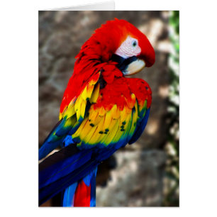 Joli Polly Parrot