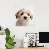 Joli poster de portrait de chiot Havanese (2) (Bureau à domicile)