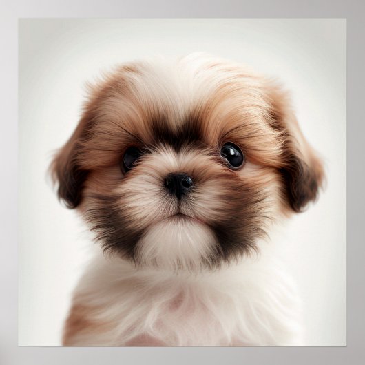 Joli poster de portrait de chiot Shih Tzu (2) (Devant)