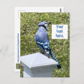 Joli pot bleu sur les cartes postales personnalisé (Devant / Derrière)