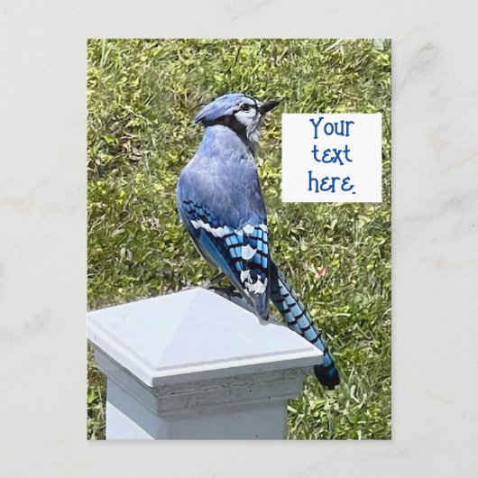 Joli pot bleu sur les cartes postales personnalisé (Devant)