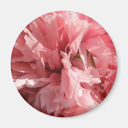 Joli Pretty Rose Poppy Magnet (Devant)