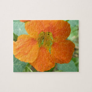 Joli Puzzle Orange Nasturtium Flower