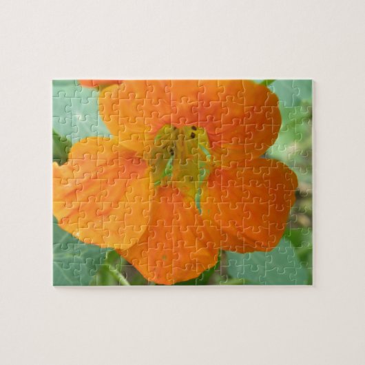 Joli Puzzle Orange Nasturtium Flower (Horizontal)