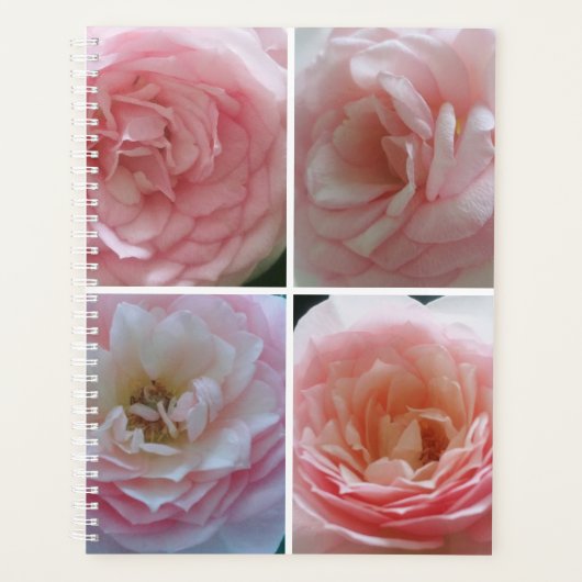 Joli Rose (Devant)