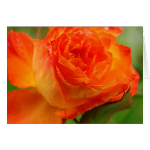 Joli Rose dans le jardin d'Angelandspot