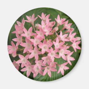 Joli rose Fleurs tropicales Magnet
