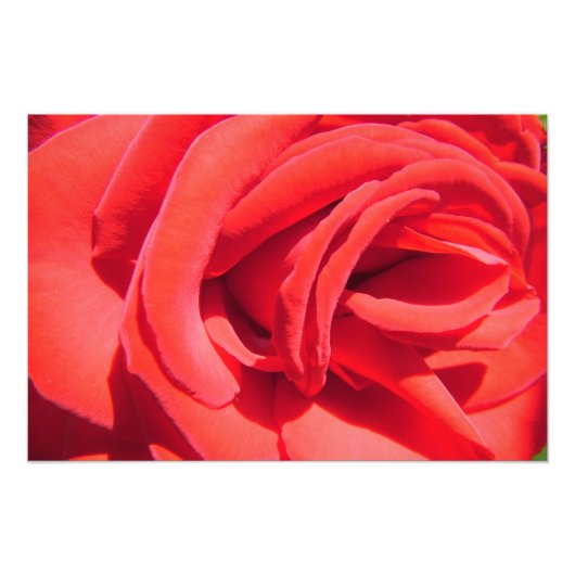 joli rose rouge photo art. amour, mariage (Devant)