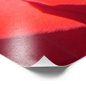 joli rose rouge photo art. amour, mariage (Coin)