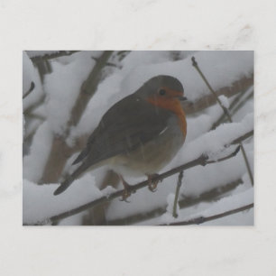 Joli rouge-gorge de près dans la neige Carte posta