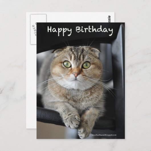 joli scottish pli nouilles chat anniversaire carte (Devant / Derrière)