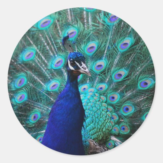 Joli Sticker Peacock (Devant)
