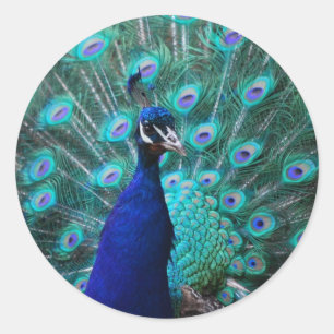 Joli Sticker Peacock