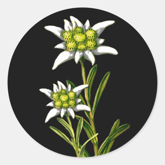 Joli Stickers Edelweiss (Devant)