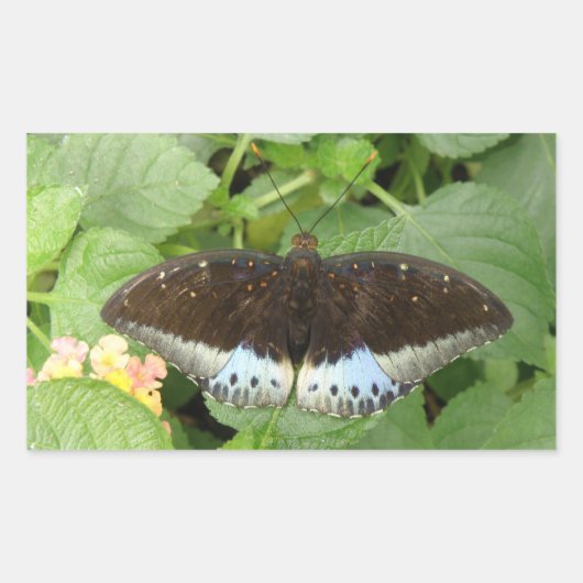 Joli Stickers Papillon Tropical (Devant)