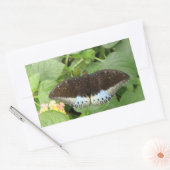 Joli Stickers Papillon Tropical (Enveloppe)