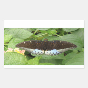 Joli Stickers Papillon Tropical