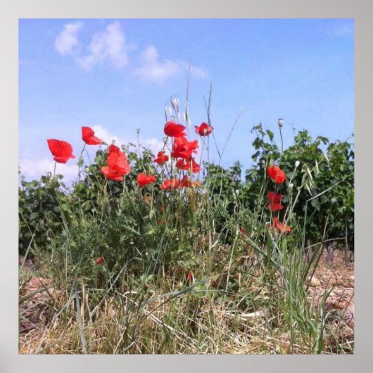 Jolie affiche de coquelicots rouges et vignes (Devant)