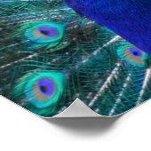 Jolie affiche Peacock (Coin)