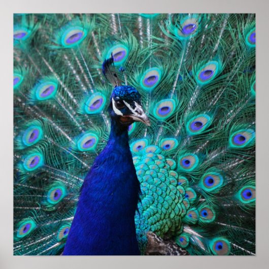 Jolie affiche Peacock (Devant)