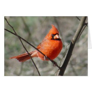 Jolie carte Cardinal du Nord Red Bird