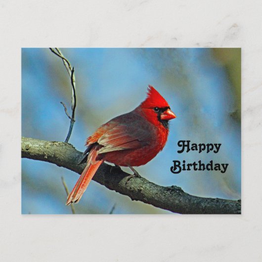 Jolie carte d'anniversaire au Cardinal Rouge (Devant)
