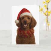 Jolie carte de Noël de Caniche rouge / marron (Fleur jaune)