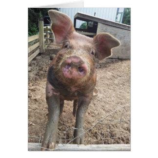 jolie carte de porc boueux
