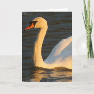 Jolie carte de voeux de cygne