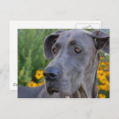 Jolie Carte Postale (Devant / Derrière)