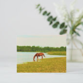 Jolie carte postale Cheval (Debout devant)